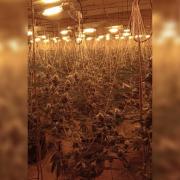 Inside the cannabis farm found in a factory in Shawforth, Rossendale