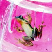 POISON SCARE: The frog was caught in a box