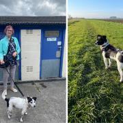 Take your dog for walkies with RSPCA to help foster pets and find forever homes