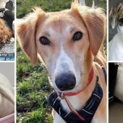 Can you rehome one of these animals? (RSPCA/Canva)