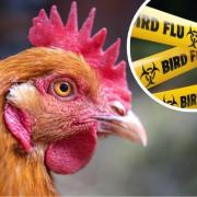 More measures have been implemented to combat the rise in Bird Flu