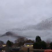 A murmuration of starlings above Carnforth