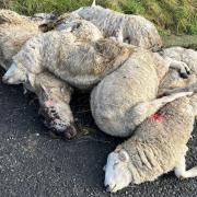 'Disgust' as dead sheep dumped across countryside cost taxpayer hundreds