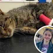 Woman’s viral TikTok sparked thousands in donations for injured cat