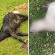 Dead animals found in a Slaidburn field