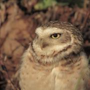 Fun Fact; Owlbert (Eda Clawthorne's palisman) is believed to be a burrowing owl, which is what the picture shows!