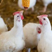 Shoppers urged to ask supermarkets to improve chickens' lives after court ruling