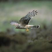 A Hen Harrier has disappeared from Lancashire after its satellite tag stopped responding