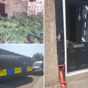 Man arrested for immigration offences after 150 cannabis plants discovered