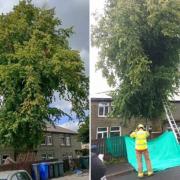 The tree in St Anne's Crescent, Waterfoot (L). Fire service rescuing Kirsty's cat trapped in the tree last month (R)