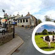 The Black Dog in Belmont. Inset photo is stick image of cow