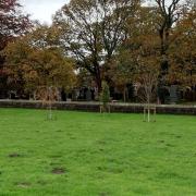 Young trees planted near a children\\\'s play area in Mellor. Ribble Valley. Tree protection order for them was ended in December 2023. Pic supplied by resident to LDRS. Partner-approved.