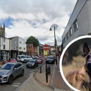 A Belgian Malinois has been seized after reports that a dog had bitten several people in Chorley