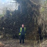 A fallen tree in Sunnyhurst Wood in Darwen