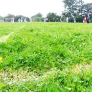 OUT TO GRAZE The long grass on the small sided pitches at Witton Park