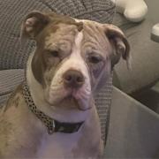 Poppy, an alapaha blue blood bulldog, is being mistaken for an XL Bully