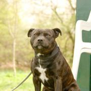 A Staffordshire Bull Terrier like this attacked two people and another dog