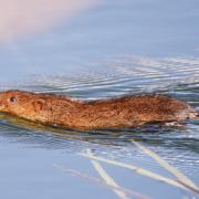 A water vole on the River Frome PICTURE: David Edwards