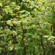 There are a total of 3,530 known Japanese knotweed infestations  in Lancashire