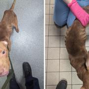 Emaciated dog rescued by RSPCA after being found in Burnley