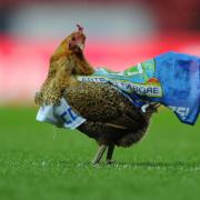 The chicken released on to the pitch at the start of the Rovers v Wigan match.