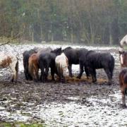 ANIMAL NEGLECT RSPCA officers discovered that Philip Davies had failed to protect his 17 horses from pain, injury, suffering and disease, with 10 of them suffering liver damage
