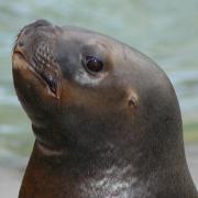 Meet the sealions at Blackpool Zoo