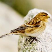 Fields project is just right to save the twite