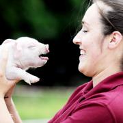 Victoria Trapanese holds one of the piglets