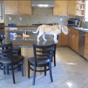 Is this the most intelligent dog in the world?