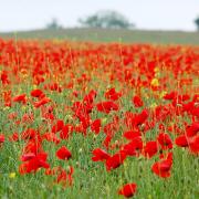 Choir to perform free outdoor performance to commemorate World War One