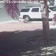 Cat saves boy from dog attack