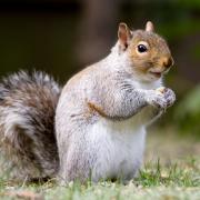 Margo Grimshaw: I’m sure my friendly garden squirrel has me weighed up