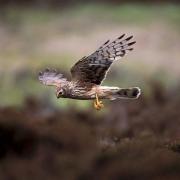 Help catch those who are targeting Hen Harriers