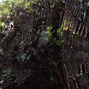 Spiders' webs belonging to common garden spiders, shining in the sun, by Julie Cropper
