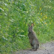 A  rabbit who thinks he's a hare by Mavis Smith  from Darwen