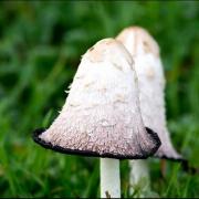 October fungi at Brockholes, by Emma Sharples