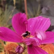 A bee on a late flower, by Barbara Clarke