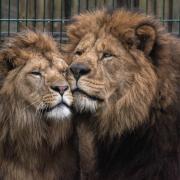 Father and son at Blackpool Zoo