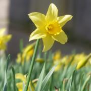 James Hull took this shot of a daffodil