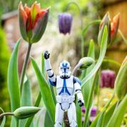 "May the fourth be with you" - clone trooper nestled in flowrs in East Lancashire