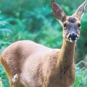 Deer mauled to death by dogs in Ribble Valley
