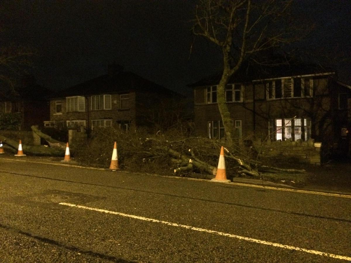 Tree collapse Casterton Ave, Burnley