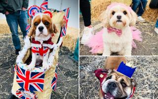In Pictures: The adorable dogs crowned winners in the ‘Royal Dog Show’