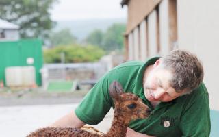New baby Alpacas at Wellybobs are cared for by Heath Kershaw with Kenley