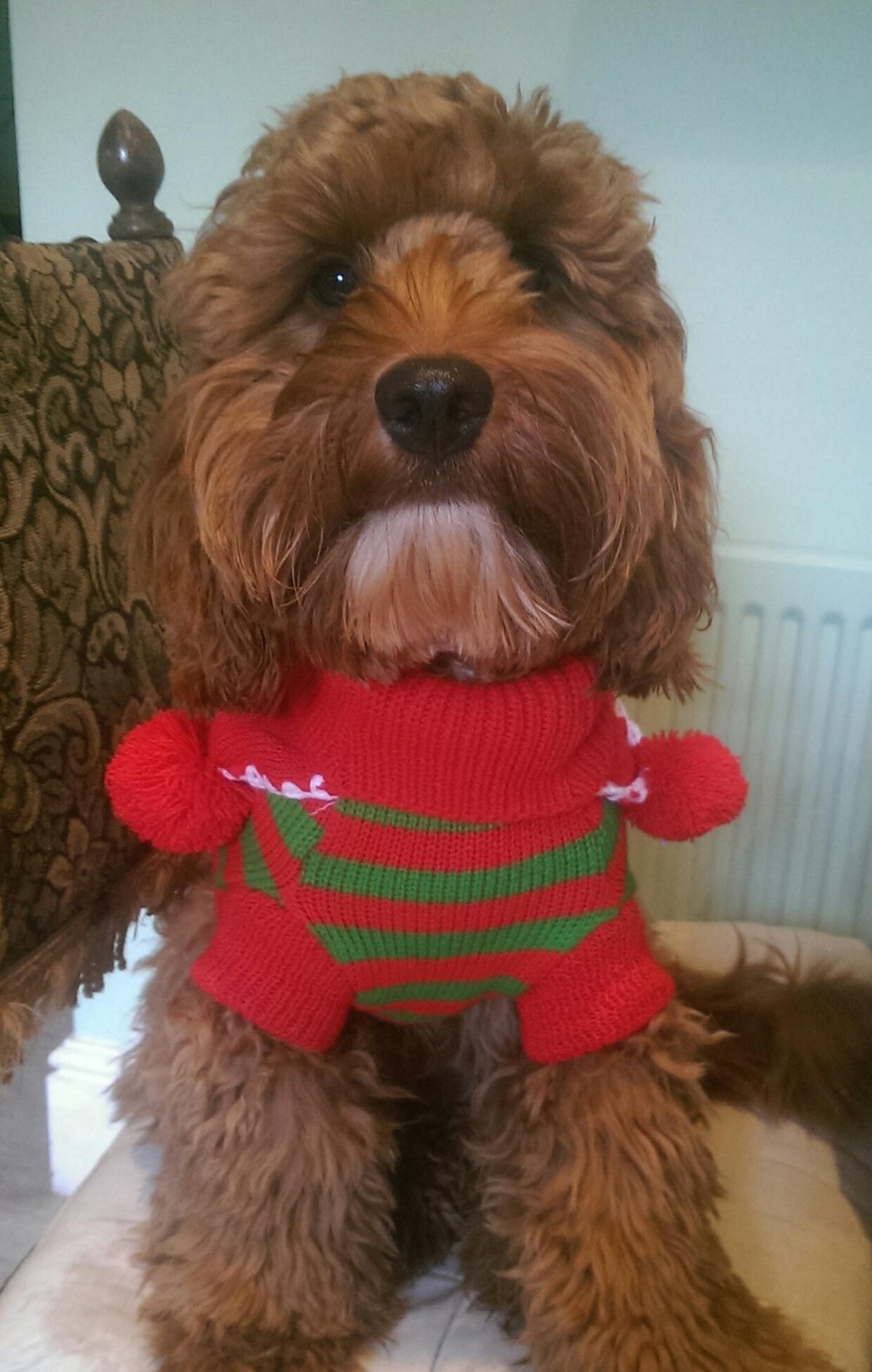 Everyone gets in the spirit even Ridley the Red Cockapoo from