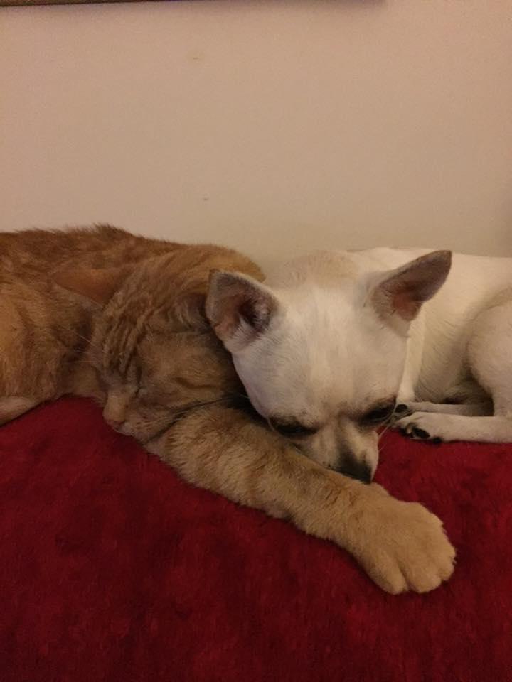 Charlie and Teddy cuddle up