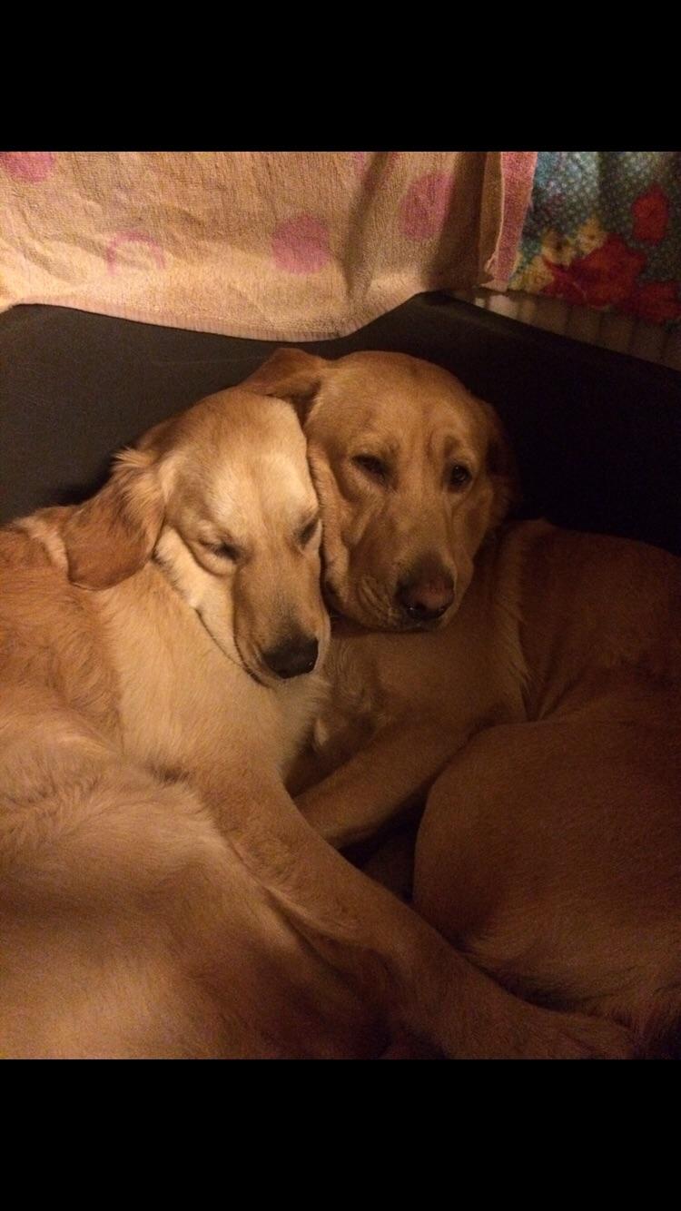Dexter and Fudge snuggle up