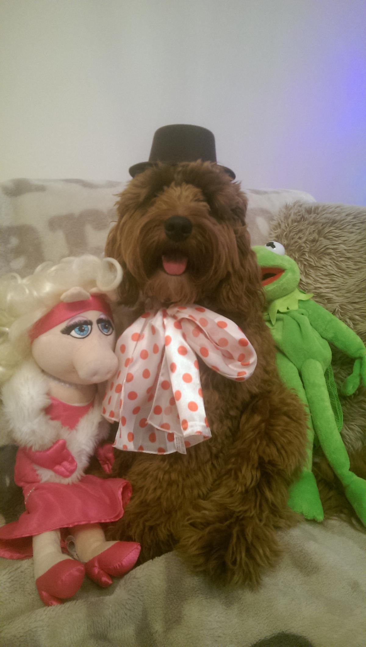 Fozzie Bear lookalike Ridley the dog hangs with his Kermit and Miss Piggy