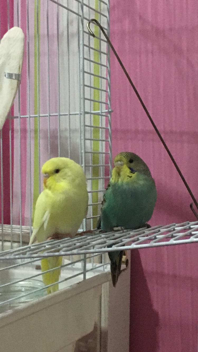 Tweety and Lucky